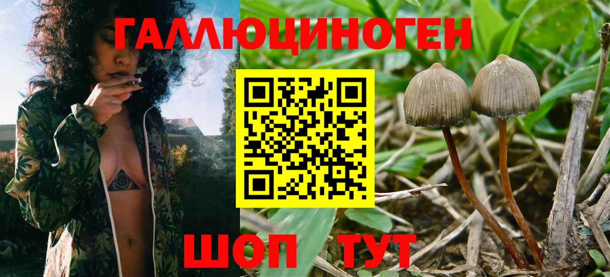 Псилоцибиновые грибы прущие грибы  Вход с VPN  Псилоцибиновые грибы GOLDEN TEACHER  Углич 
